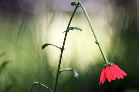Correct Bending - flower bent down